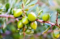 Argan nuts Sapotaceae, Argania spinosa growing on green tree Royalty Free Stock Photo