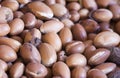 Argan nuts in shell