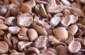 Argan nuts shells