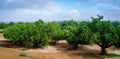 Argan plantation morocco