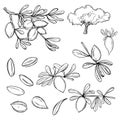 Argan plant, branches with fruits. Vector sketch illustration