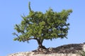 Argan tree (Argania spinosa) against clear blue sky.