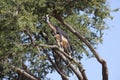 Argan tree (Argania spinosa) with goat. Royalty Free Stock Photo