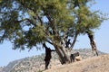 Argan tree (Argania spinosa) with goats. Royalty Free Stock Photo