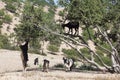 Argan tree (Argania spinosa) with goats. Royalty Free Stock Photo