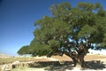 Argan tree in the Moroccan desert