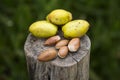 Argan tree nuts on a wooden log house top view close-up. Argania spinosa - Argana Royalty Free Stock Photo