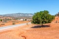 Argan tree in the sun, Morocco