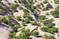 Argan trees (Argania spinosa) on a hill.