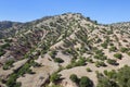 Argan trees (Argania spinosa) on a hill. Royalty Free Stock Photo