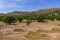 Argan trees and goats, Morocco Africa