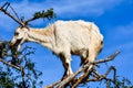 Argan trees and the goats on the way between Marrakesh and Essaouira in Morocco