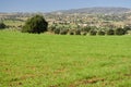 Argan trees in green field