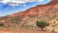 Argan trees grow up in the middle of the desolating valley in Morocco. Beautiful Northern African Landscape Royalty Free Stock Photo