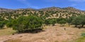 Argan trees in Morocco