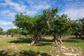 Argan trees in Morocco