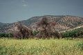 Argan trees are a part of the Moroccan field