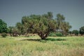 Argan trees are a part of the Moroccan field