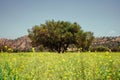 Argan trees are a part of the Moroccan field