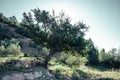 Argan trees are a part of the Moroccan field