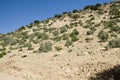 Argan trees on sand