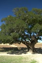 Argan trees on sand