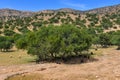 Argan trees valley Morocco Africa