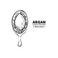 Argan vector drawing. Isolated vintage illustration of nut. Org