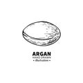 Argan vector drawing. Isolated vintage illustration of nut. Org Royalty Free Stock Photo