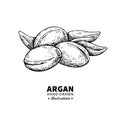 Argan vector drawing. Isolated vintage illustration of nut. Org Royalty Free Stock Photo