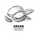 Argan vector drawing. Isolated vintage illustration of nut. Org