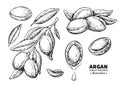 Argan vector drawing. Isolated vintage illustration of nut. Org Royalty Free Stock Photo