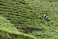 Argapura Indonesia 2018: Farmer working in their onion plantation for harvest in the morning after sunrise, West Java, Indonesia