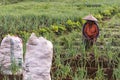 Argapura Indonesia 2018: Farmer working in their onion plantation in the morning after sunrise, West Java, Indonesia Royalty Free Stock Photo