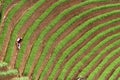 Argapura Indonesia 2018: Farmer working in their onion plantation in the morning after sunrise, West Java, Indonesia Royalty Free Stock Photo