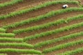 Argapura Indonesia 2018: Farmer working in their onion plantation in the morning after sunrise, West Java, Indonesia Royalty Free Stock Photo