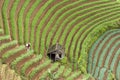 Argapura Indonesia 2018: Farmer working in their onion plantation in the morning after sunrise, West Java, Indonesia Royalty Free Stock Photo