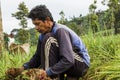 Argapura Indonesia 2018: Farmer working in their onion plantation in the morning after sunrise, West Java, Indonesia