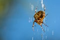 A large cross spider sits in her spider`s web and lurks for prey Royalty Free Stock Photo