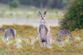 A Large Eastern Grey Kangaroo Standing Up Tall Royalty Free Stock Photo