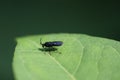 arge gracilicornis sawfly completely black insect