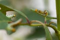 Arge ochropus or Arge pagana on a rose leaf Royalty Free Stock Photo