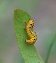 Arge Sawfly (arge coccinea) larva on winged sumac (Rhus copallinum)