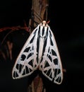 Arge tiger moth Grammia arge Royalty Free Stock Photo