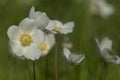 Large white blooms of snowdrop anemone Anemone sylvestris