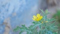 Yellow flower on a thorny plant with blue wall in the background.