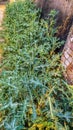 Argemone. Mexicana. Mexican Poppy. latest, flora, vertical, India
