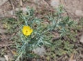 Argemone mexicana, Mexican Prickly Poppy, Roadside weed