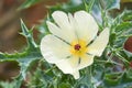 Argemone ochroleuca - Invasive plant