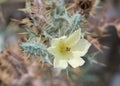 Argemone ochroleuca, Pale Mexican Prickly Poppy, roadside weed